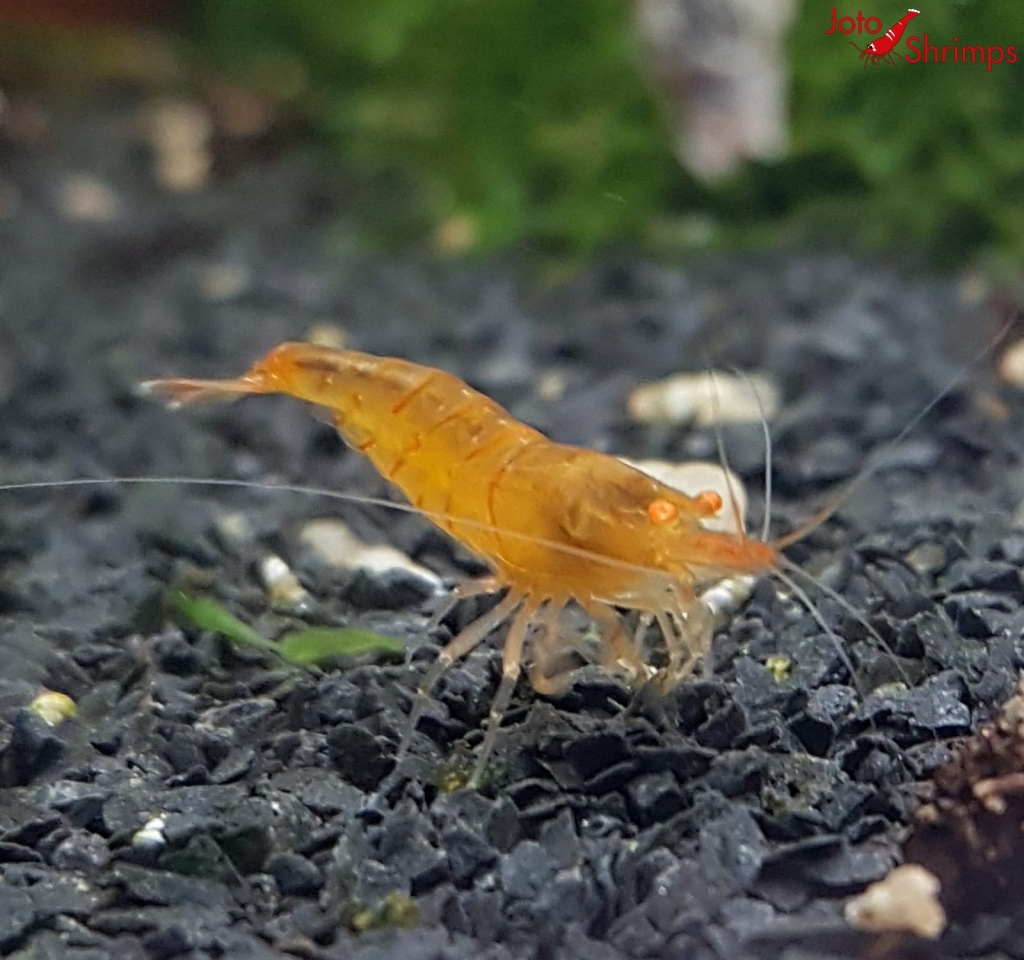 Amber Shrimps OE